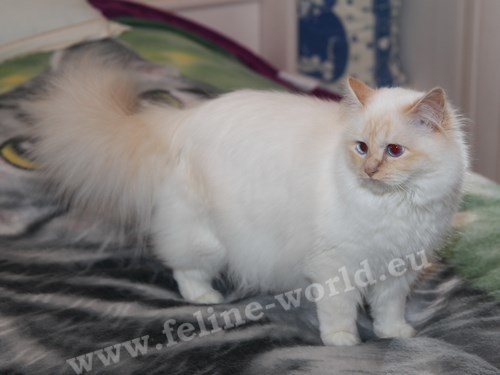 birman_14 (Race)